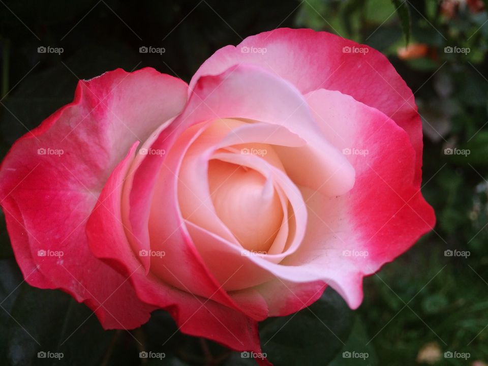 Delight rose