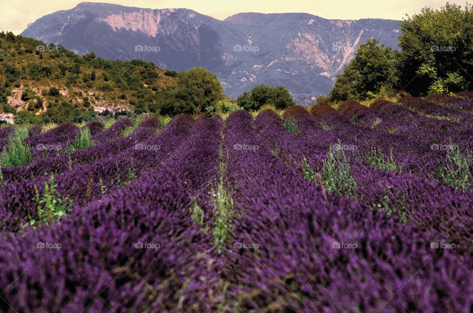 Lavender. Provence