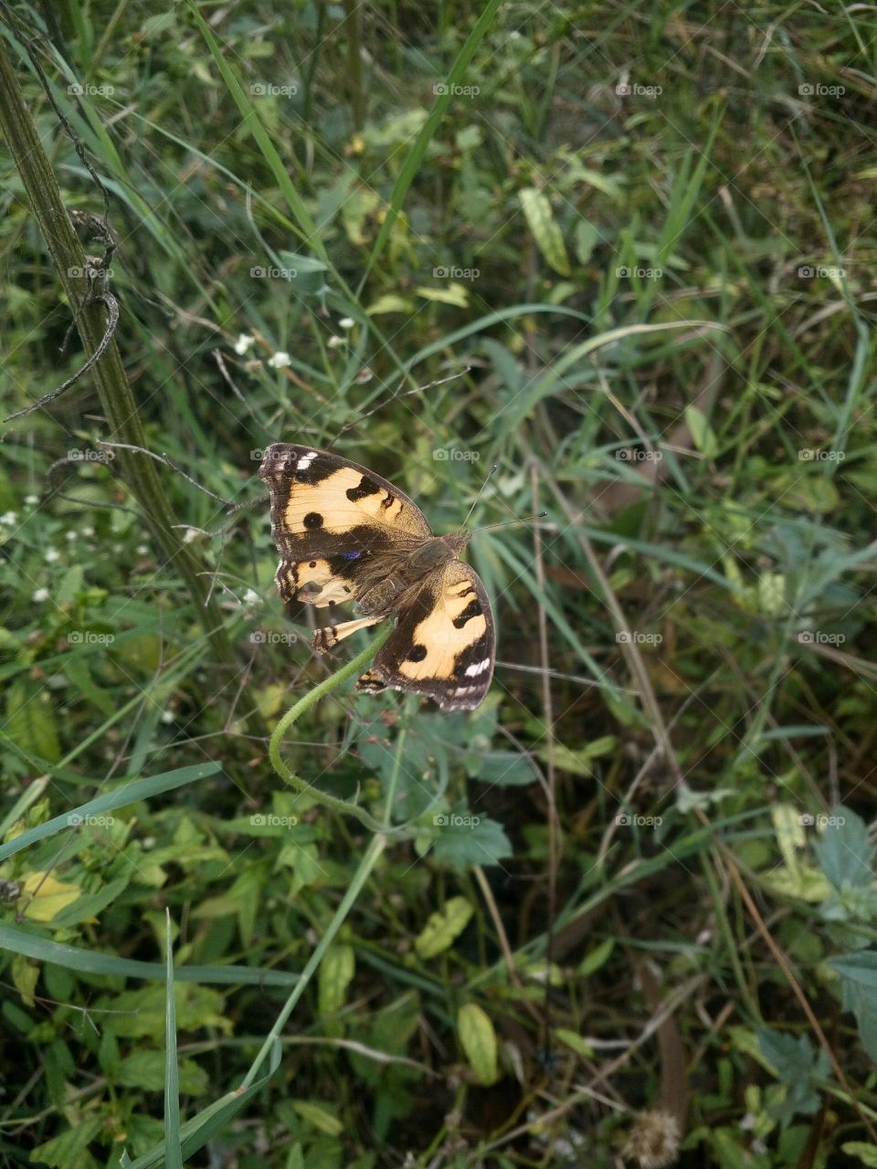 the most beautiful little butterfly on grass