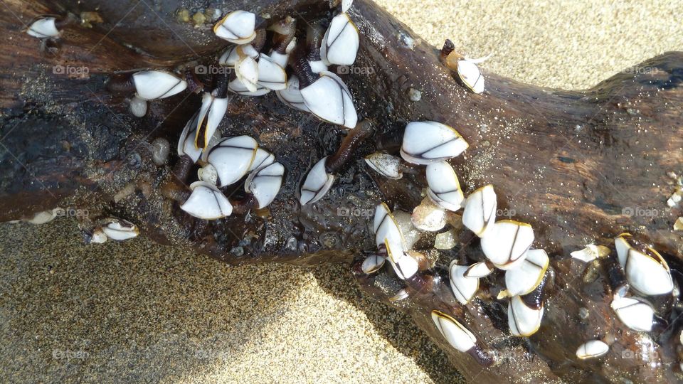 Treibgut übersät mit Lepas anatiferia