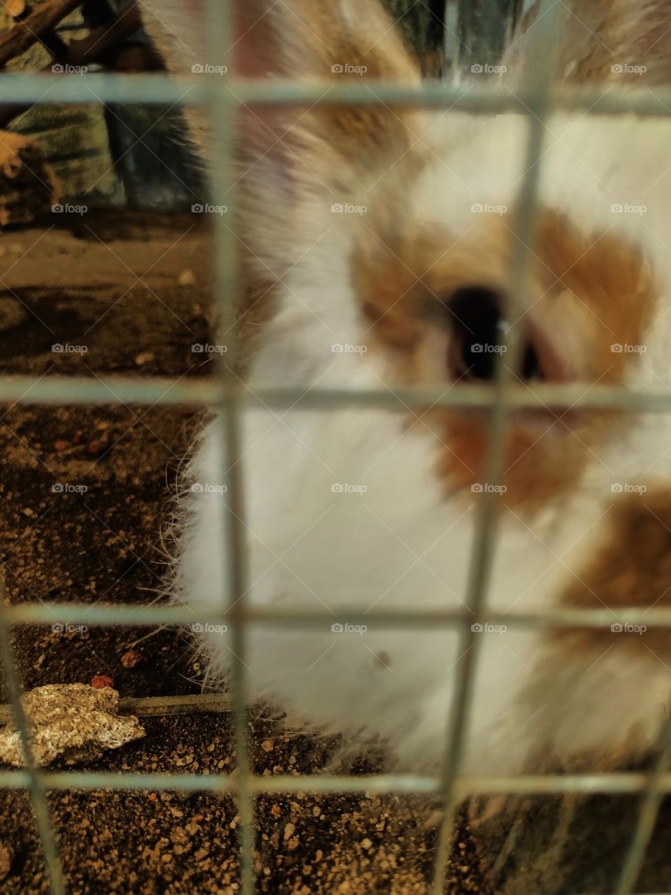 Rabbit in the cage iron