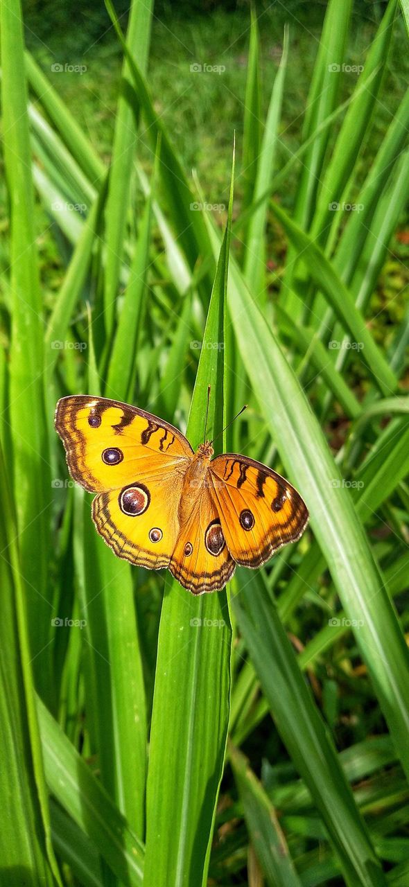 A beautiful butterfly perched on the tall grass.