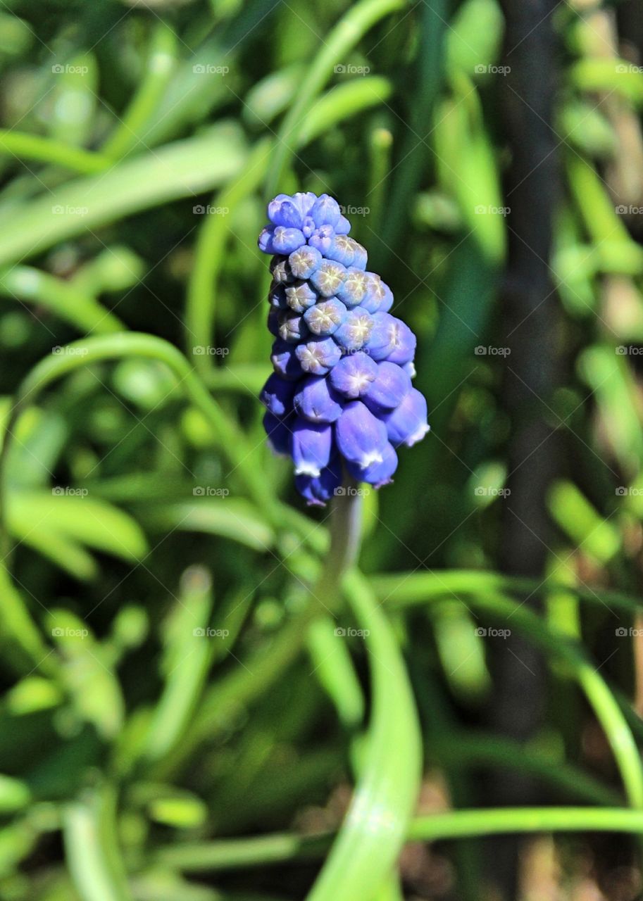 grape-hyacinth