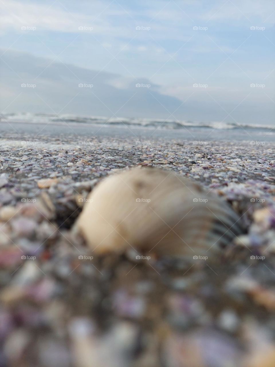 seashell