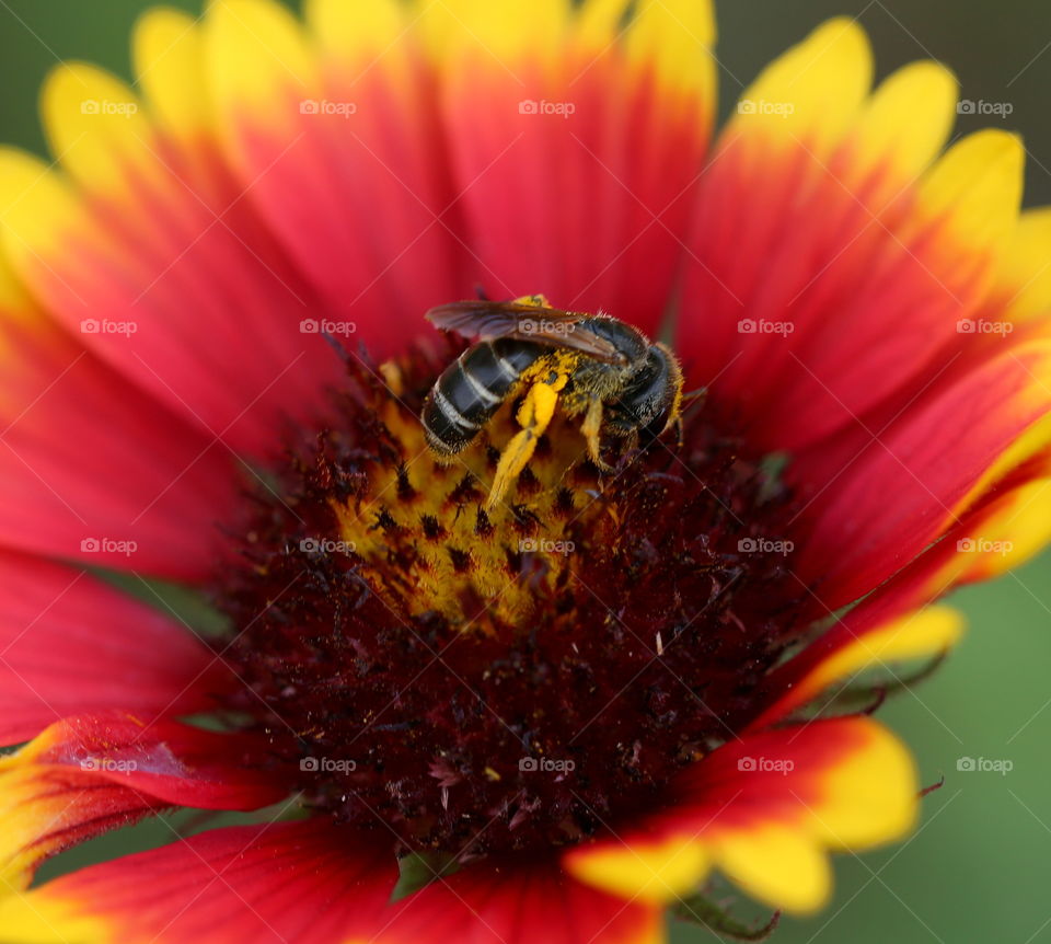 Honey bee in the middle of a bloomed red and yellow flower, collecting pollens. 