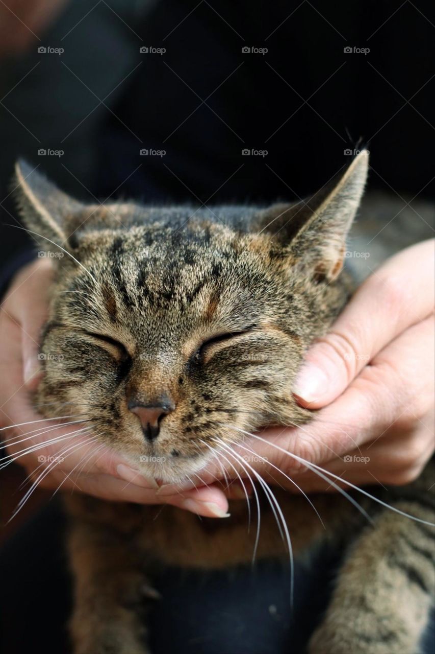 Head of a striped cat with closed eyes cradled by a woman's hands