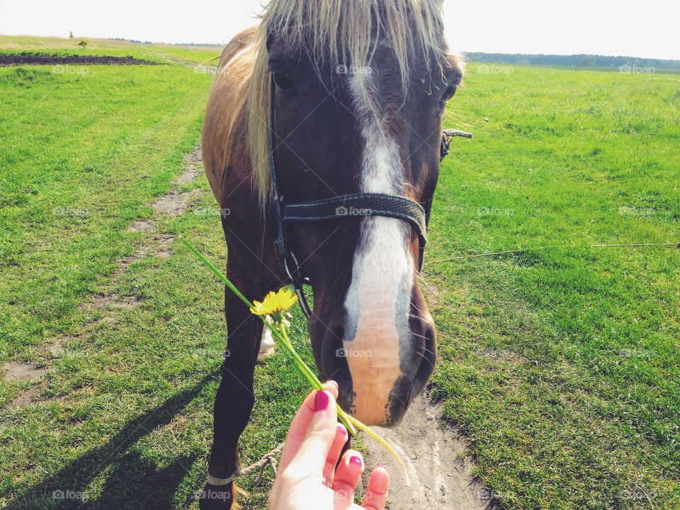 Hand feeding a horse 