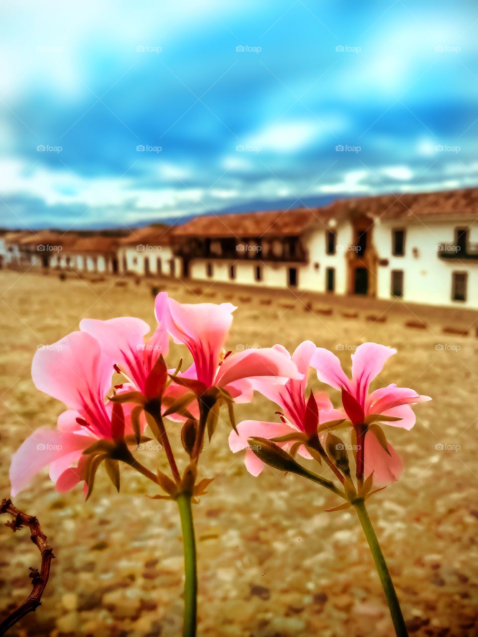 Flores rosadas en primer plano vertical desde un balcón en la plaza principal de Villa de Leyva Boyacá Colombia durante la cuarentena en mayo de 2020. Pink flowers. Quarantine. Architecture