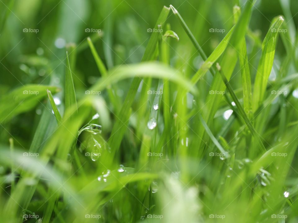 Raindrops 