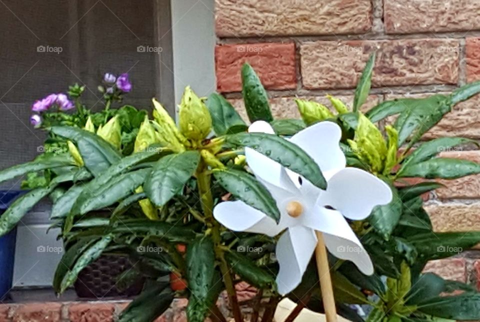 Frühling - Blumen 🌞