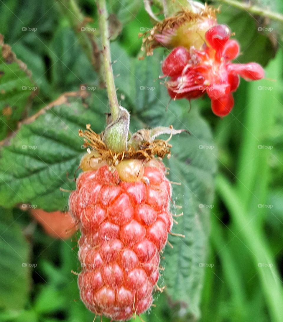 Wild Raspberry