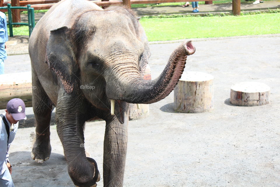 Sumatran Elephant, Indonesia