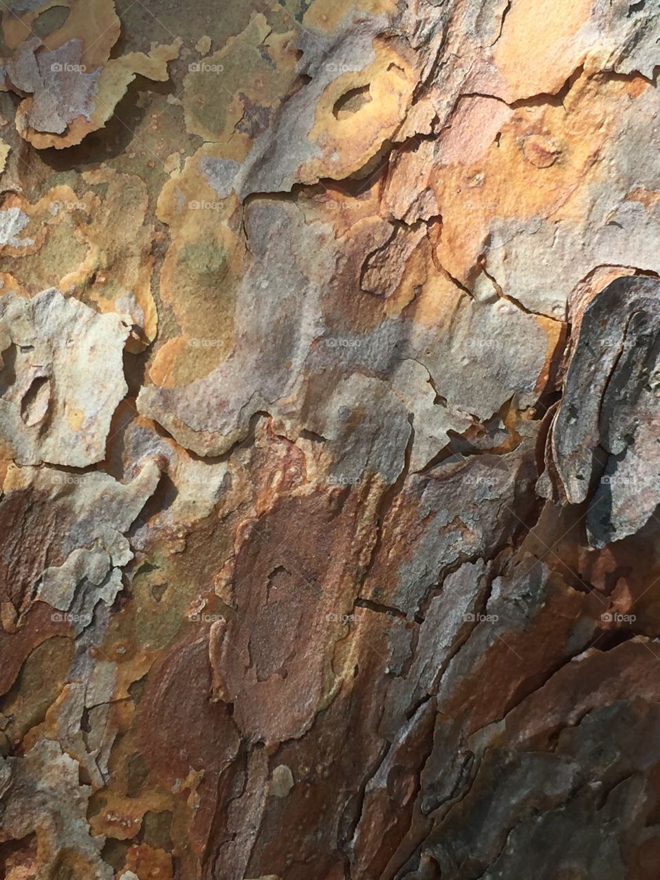 Tree trunk surface