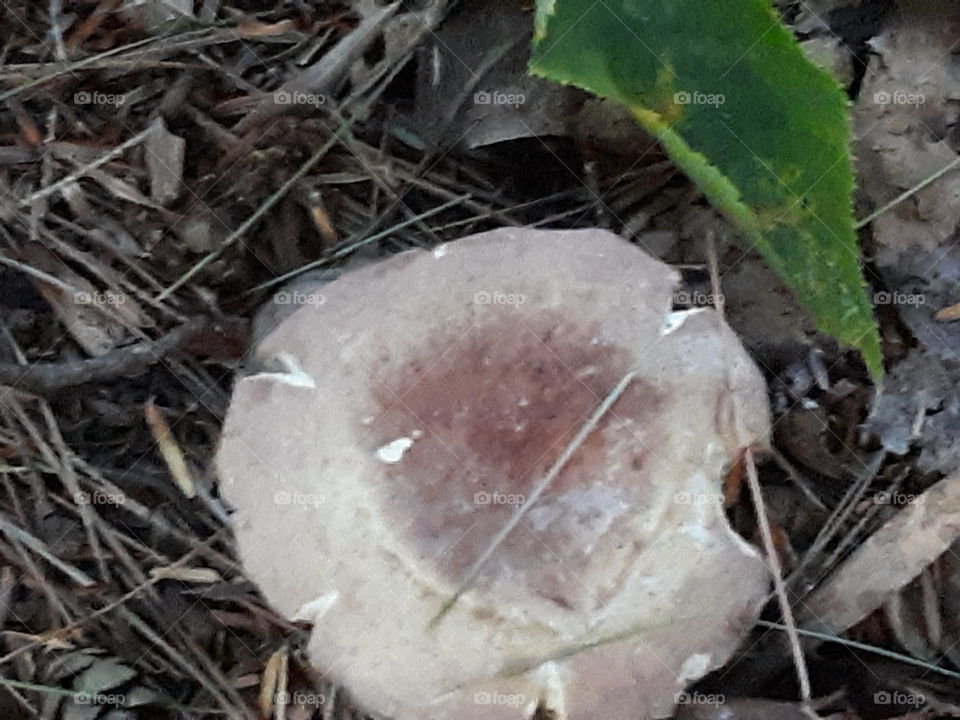 mushroom