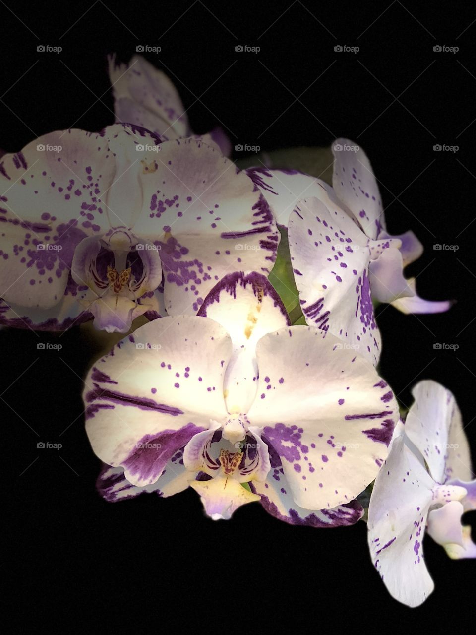 Orchid 