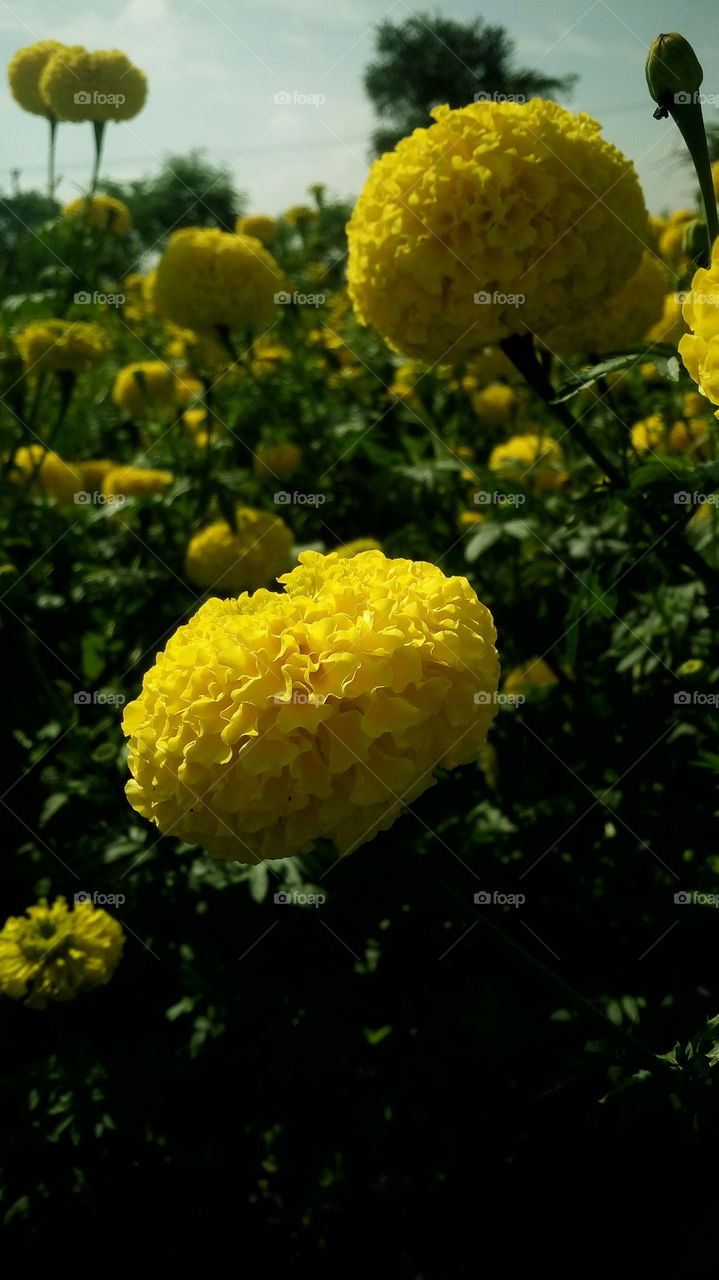 the most beautiful flowers in my farm