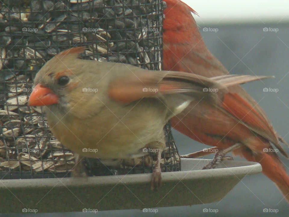 female cardinal