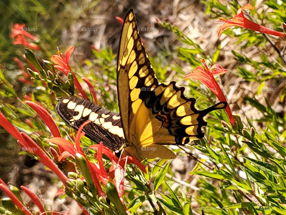The Giant swallowtail butterfly.