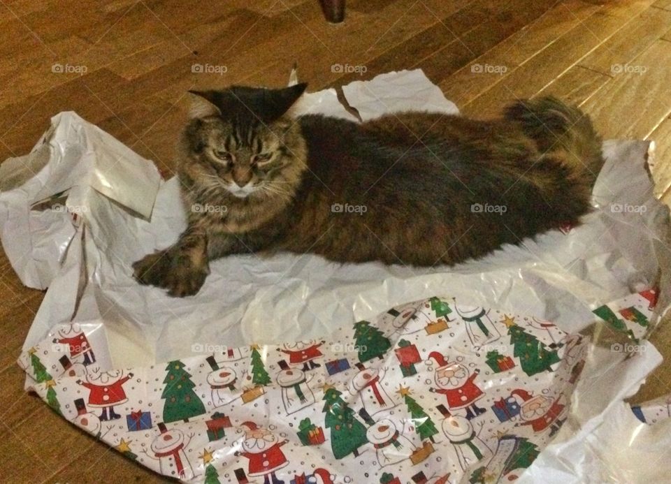 Oh boy! Oh boy!  I get to play with the paper after they unwrap there gifts. Maine Coon Cat 