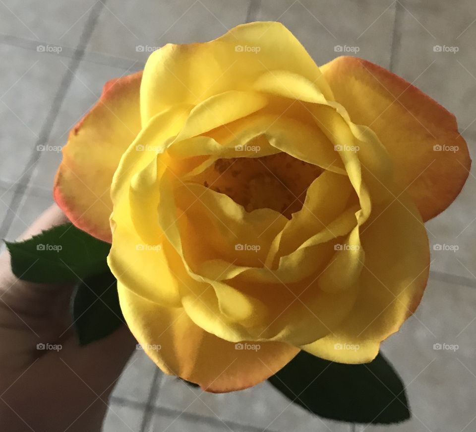 Home grown yellow rose 