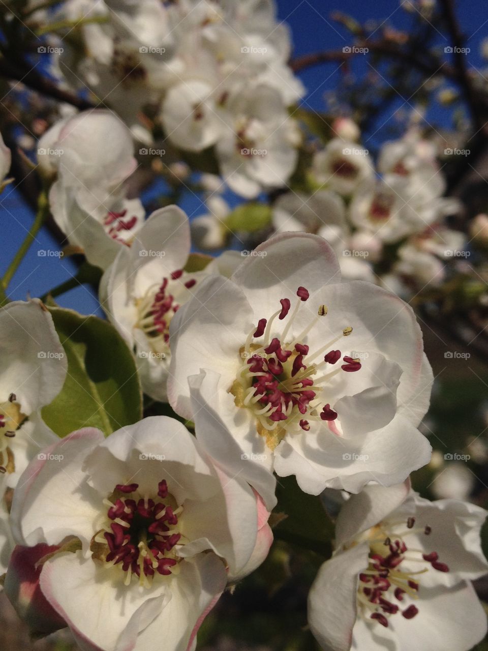 Close-up of white flower blooming on tree