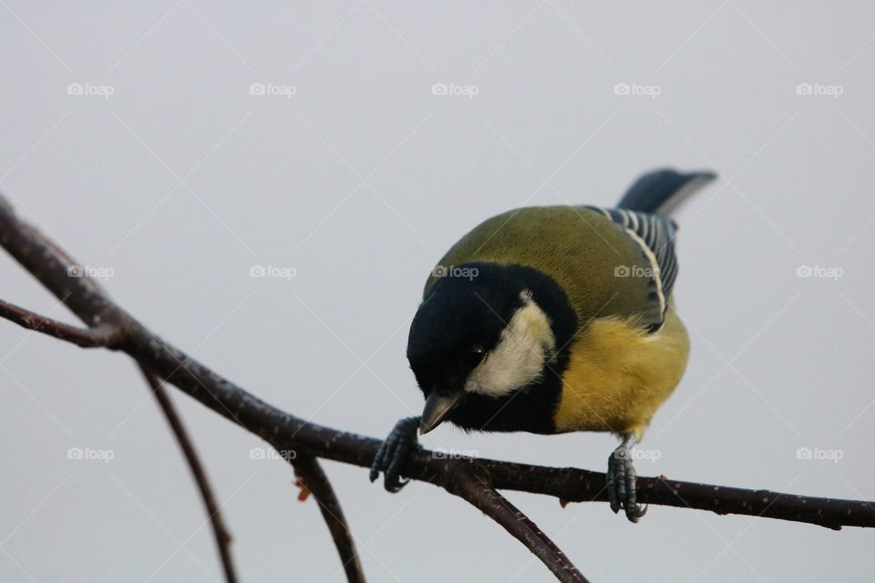 Great Tit 