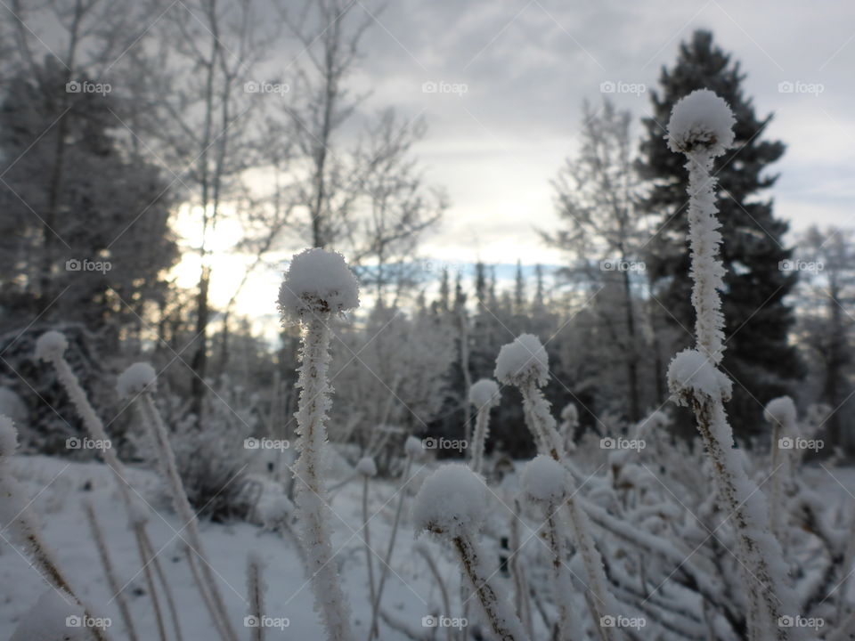 Frost and sunlight