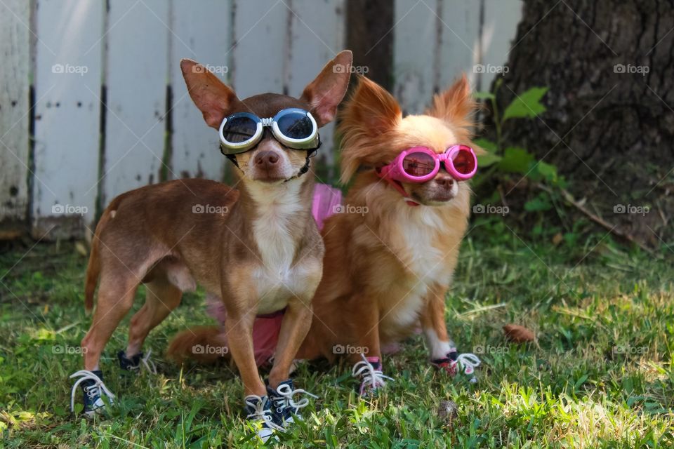 A pair of chihuahuas in a pair of doggles