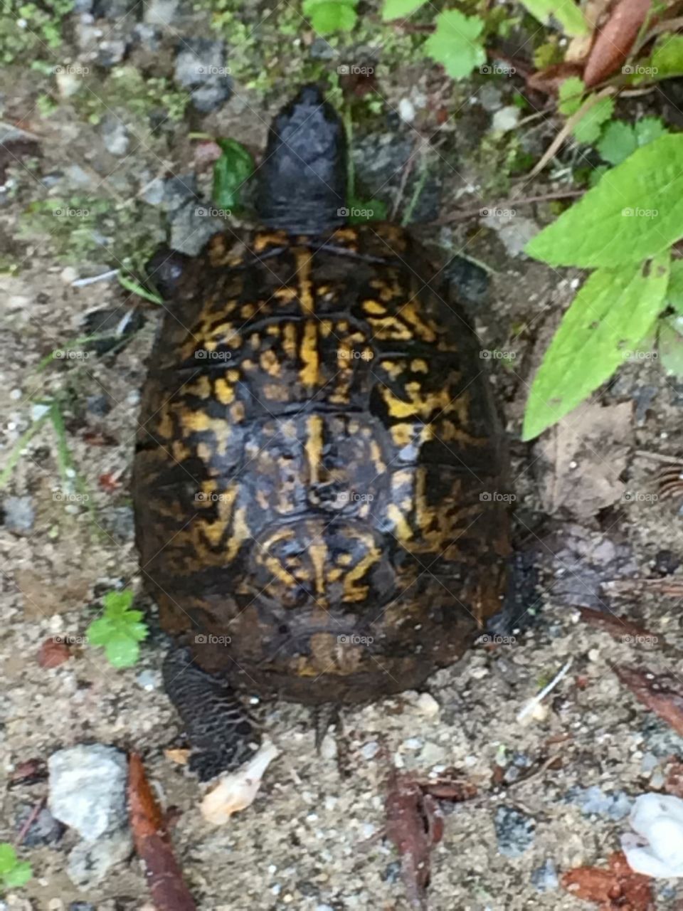 Box turtle 