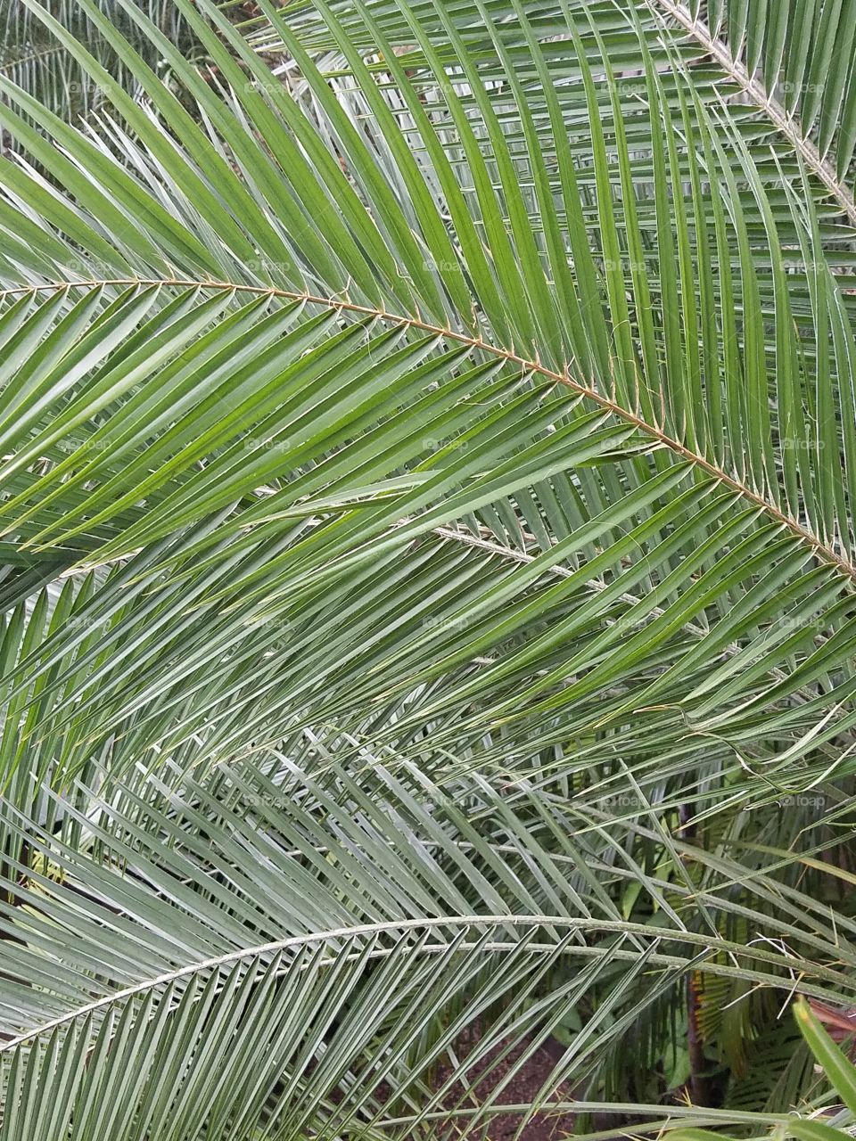 palm leaves