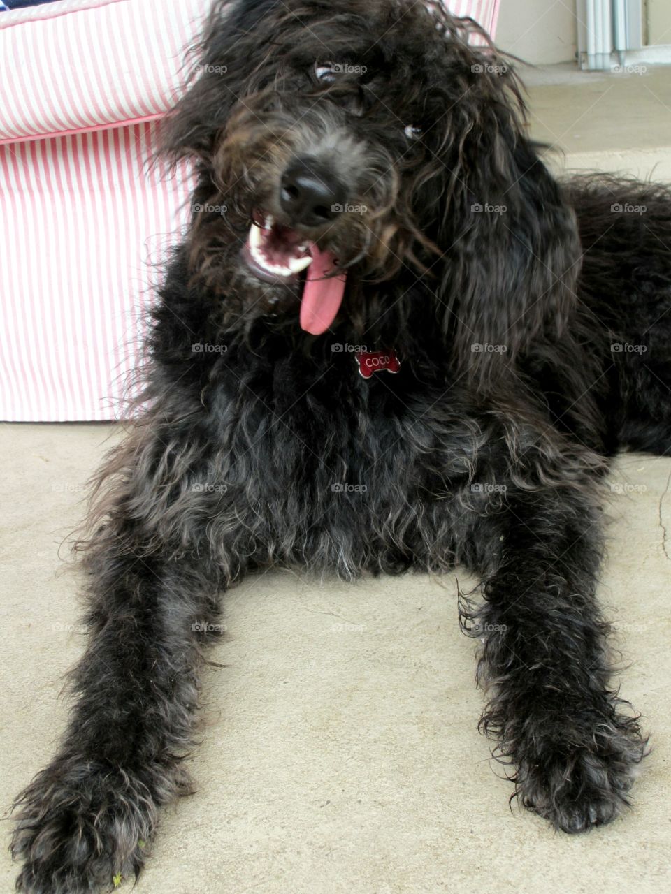 Close-up of a cute dog lying on carpet