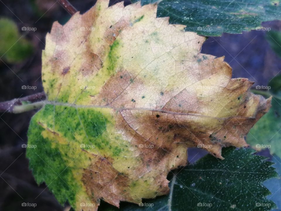 Leaf