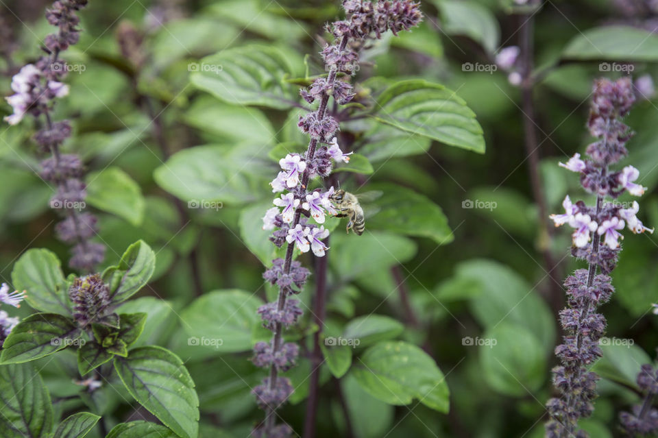 Fresh basil in garden with bee