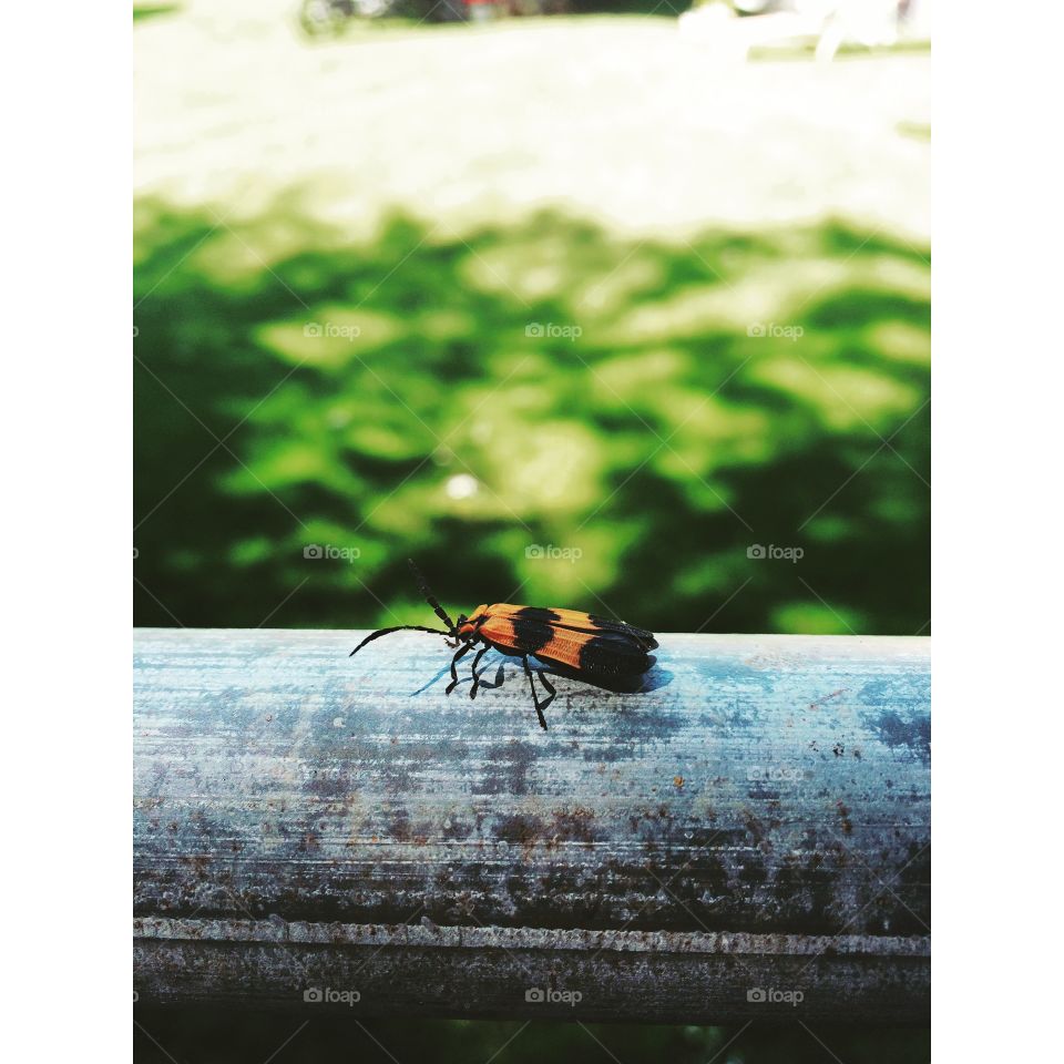 Summer Bug. I saw a different looking bug on my fence and decide to take a picture of it.
