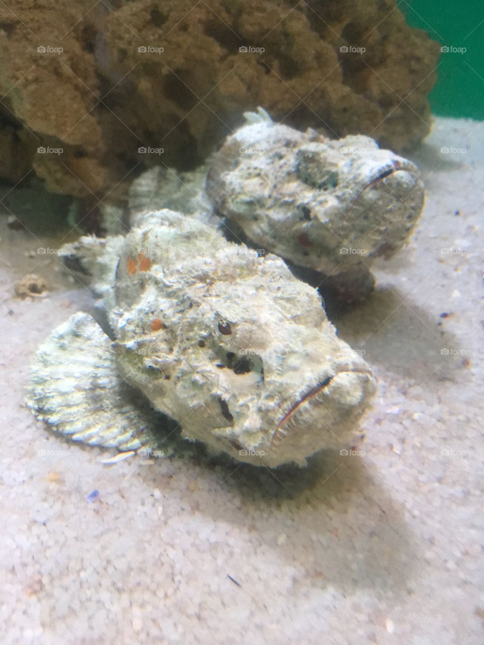 White stone fish