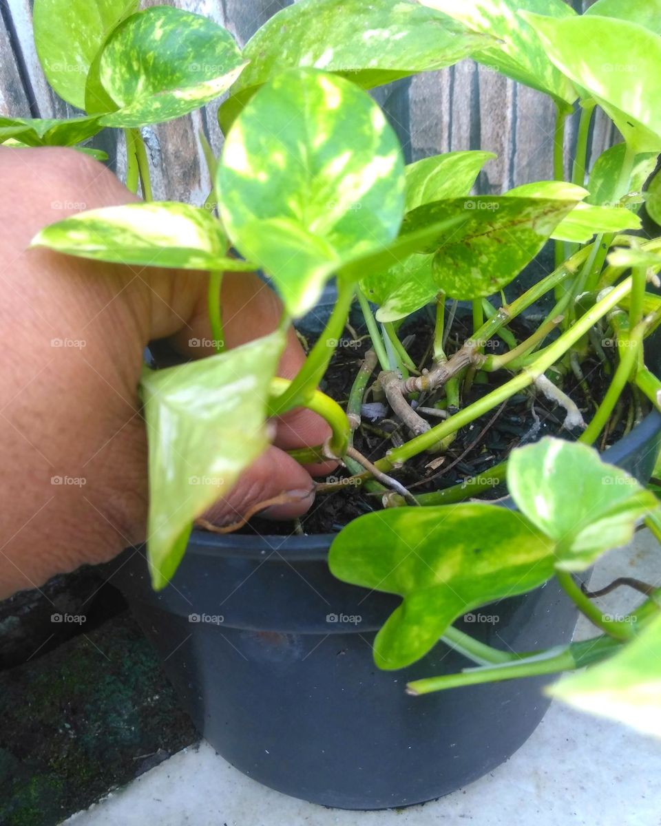 Caring for plant on the yard