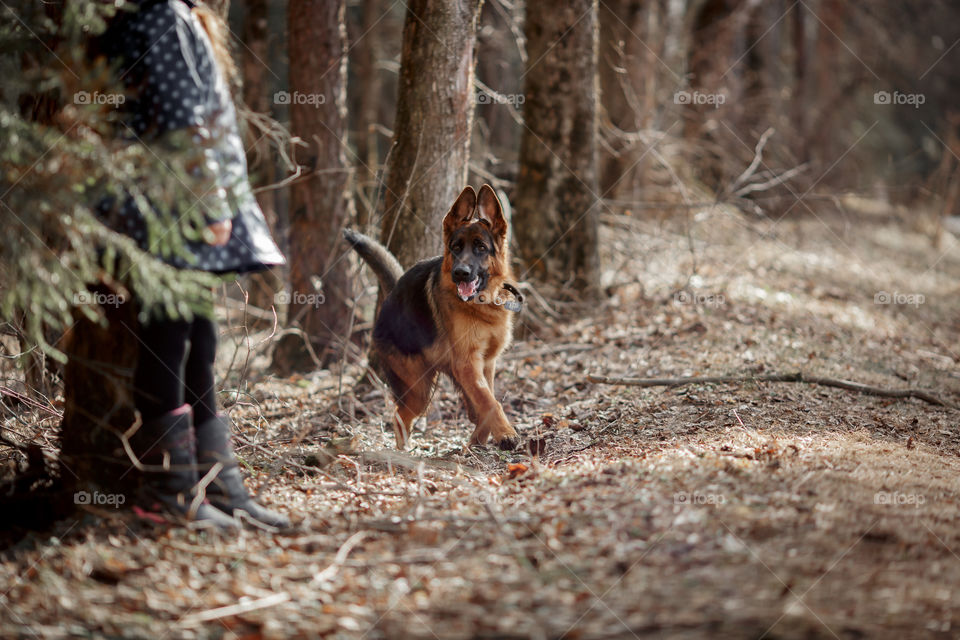 German shepherd 7-th months old puppy in a spring forest at sunny day