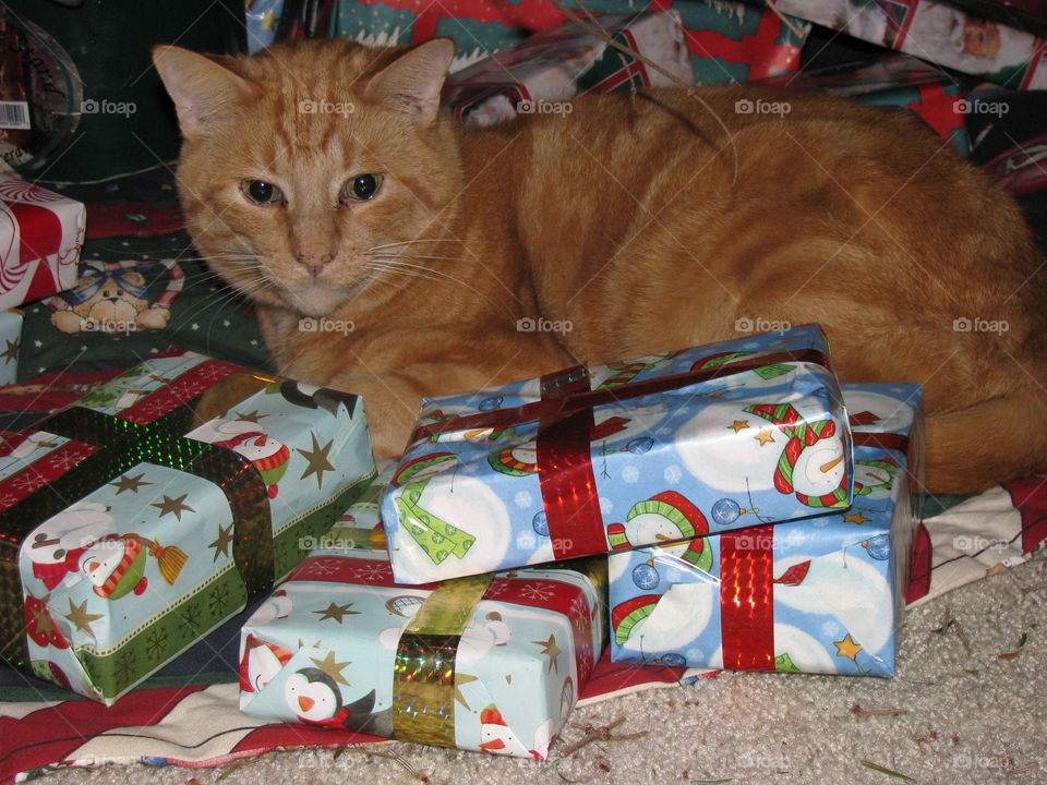 A Puurfect Present
