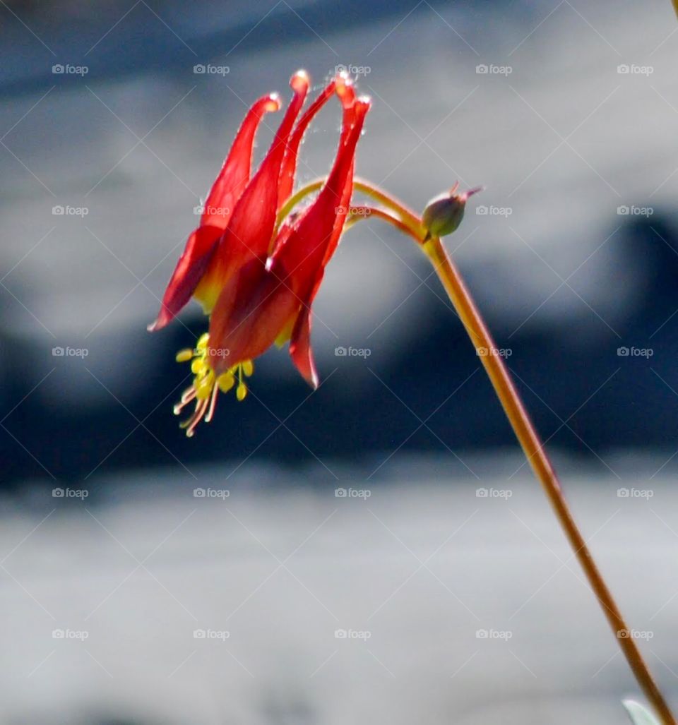 Delicate Red Columbine Blossom