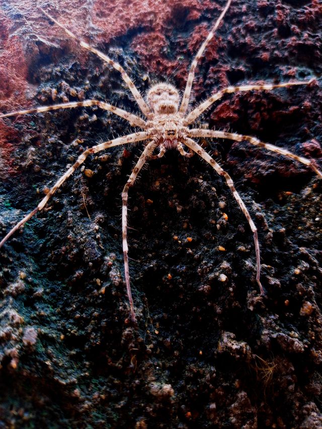 spider