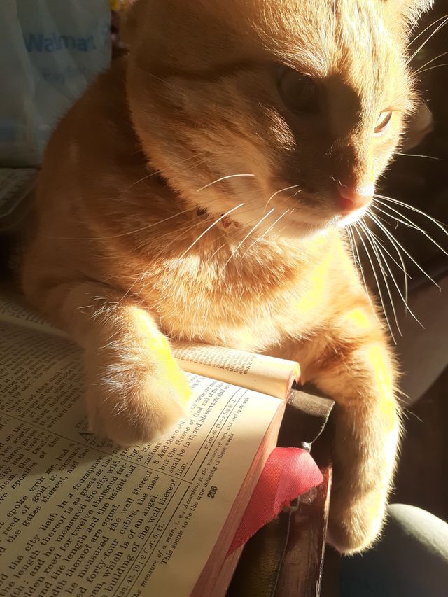 Tabby Revelations