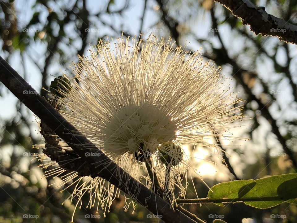The sunset seen through a different and beautiful flower...