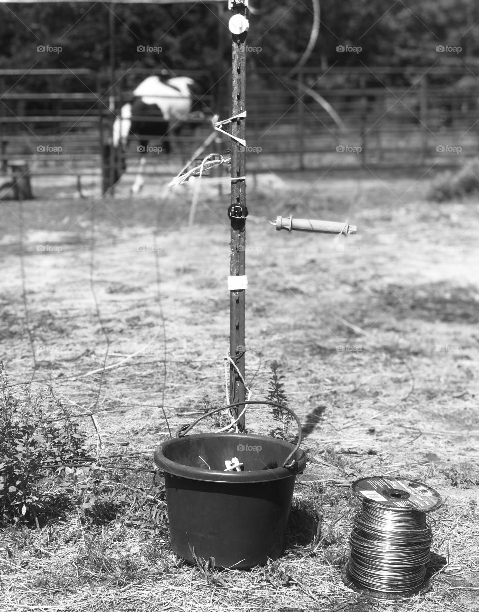 Black and white photo of electric fence repair with Bella the paint horse mare in the background in the South Georgia woods. 