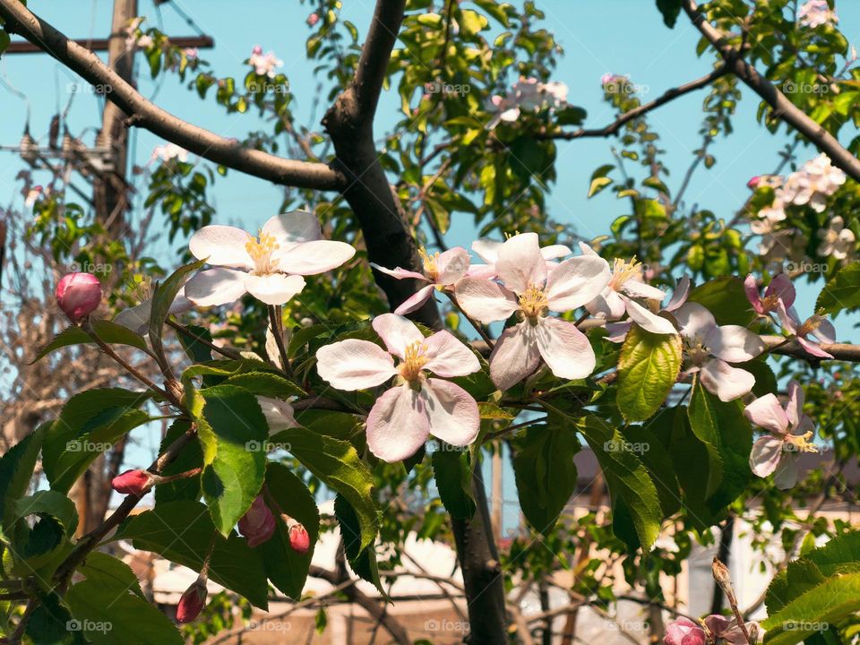 Apple blossom