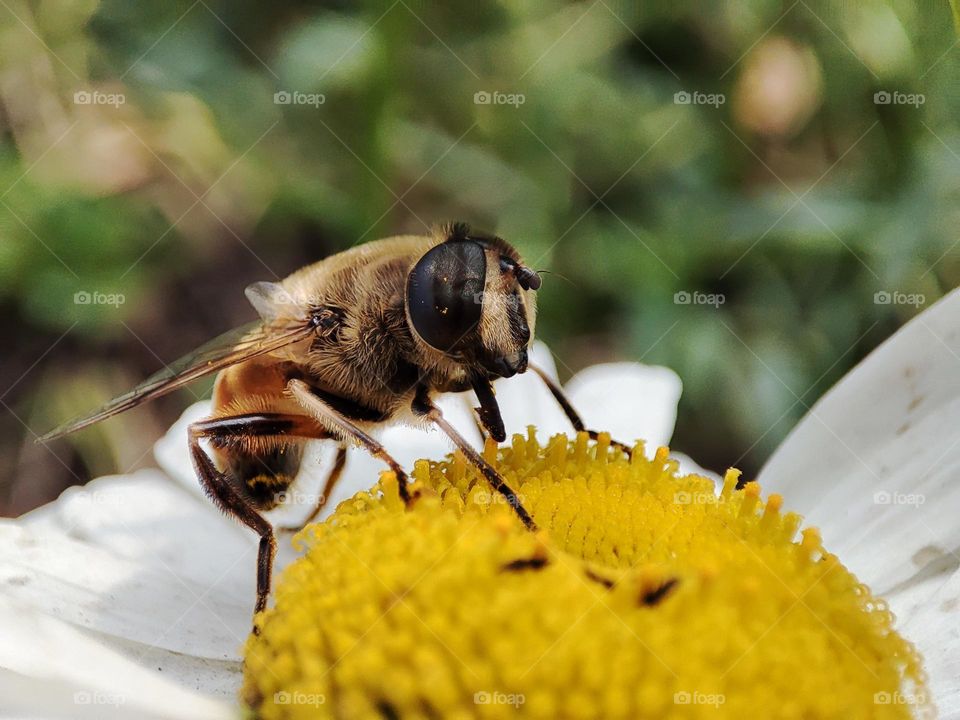 Honey bee on flower