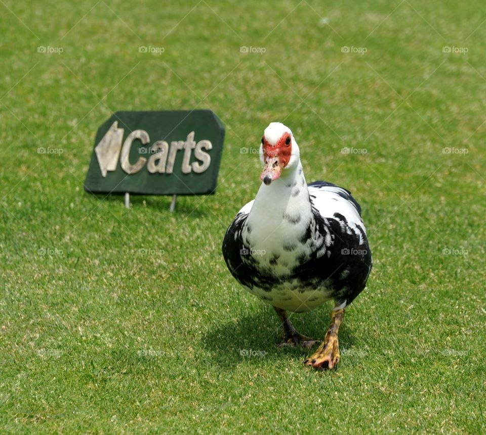 A goose on a golf course