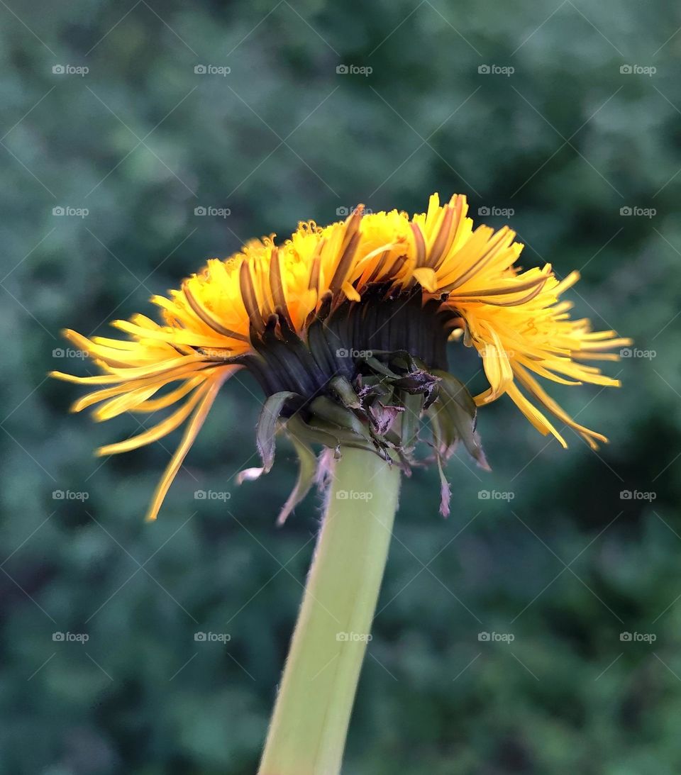 Löwenzahn mit zwei Köpfe