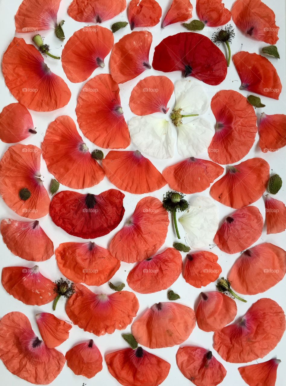 Pattern from red petals