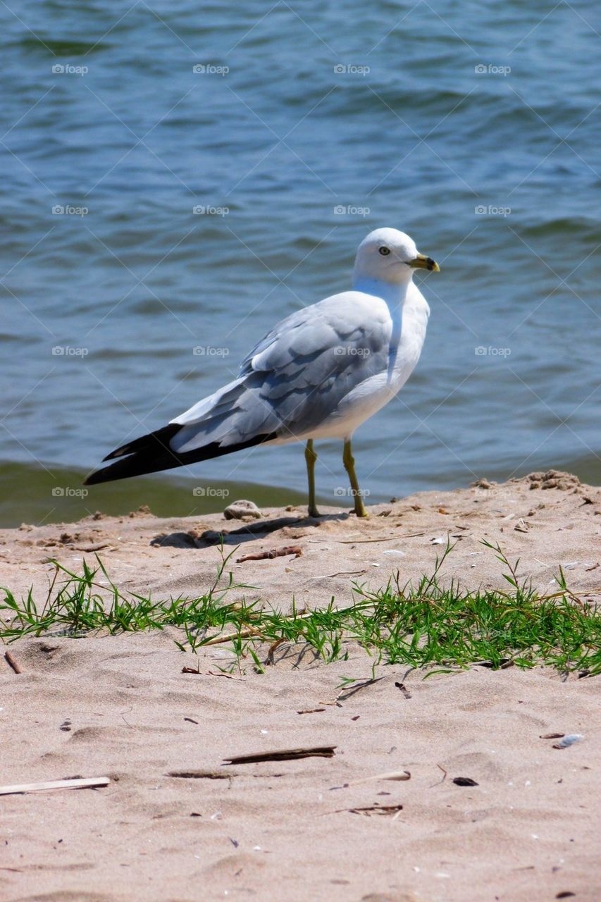Summertime Seagull