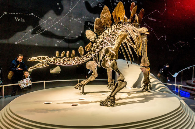 Dinosaur skeleton . Dinosaur skeleton 
